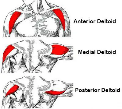 partes del deltoides